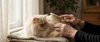 Senior woman gently brushing fluffy Persian cat with wooden comb in cozy home interior. Pet grooming and care concept for elderly pet owners.