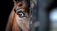 Close-up macro shot of brown horse eye with long eyelashes against dark background showing detail, wisdom and soul in animal's gaze.