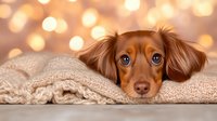 Adorable long-haired dachshund puppy with expressive blue eyes lying on knitted blanket against warm bokeh background, creating cozy holiday atmosphere.