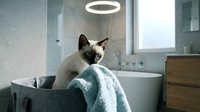 Siamese cat with halo sitting on bathroom sink edge next to towels, modern bathroom interior with mirror and window, humorous pet concept.