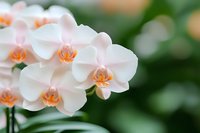 White phalaenopsis orchids with delicate pink blush and orange centers bloom against soft green background, creating serene botanical composition.