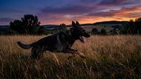 German Shepherd dog running through golden grass field at sunset with dramatic purple and orange sky in rural countryside landscape.