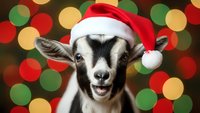 Adorable baby goat wearing Santa hat with festive bokeh lights background for holiday greeting cards and seasonal marketing materials.