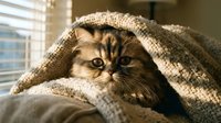 Adorable tabby kitten hiding under cozy knitted blanket with bright eyes peeking out, perfect for pet care and comfort themes in home setting.