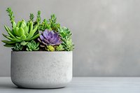 Mixed succulent plants with purple echeveria and green varieties arranged in modern round concrete planter against neutral gray background for home decor.