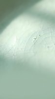 Macro shot of translucent leaf with delicate veins and soft focus background, showcasing natural botanical texture and organic patterns for nature and wellness design projects.