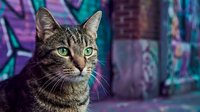 Tabby cat with striking green eyes gazes directly at camera against vibrant urban graffiti wall backdrop. Use for pet, animal, street art, and urban lifestyle content.