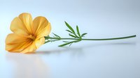 Single yellow cosmos flower with green stem lying on reflective surface against light background, creating minimalist botanical composition.