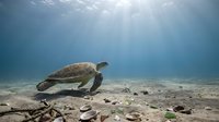 Underwater sea turtle swimming near sandy ocean floor with sunlight rays filtering through blue water, suitable for marine life, wildlife, and nature conservation content.