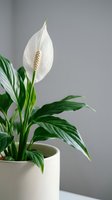 Peace lily houseplant with white flower bloom in ceramic pot against neutral background for home decor and indoor gardening concepts.