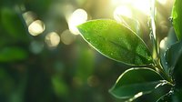 Fresh green leaf with morning dew drops in sunlight against blurred natural bokeh background, macro nature photography for environmental concepts.