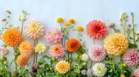 Fresh dahlia flowers in pastel peach, coral, and yellow shades arranged in row with green leaves and stems on light background, floral composition for spring design.