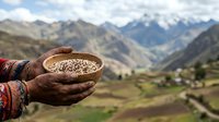 Farmer holding quinoa seeds in hands with mountain valley landscape and agricultural fields in background.
