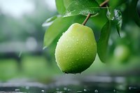 Fresh green pear with water drops on branch against blurred natural background, macro shot showing texture and dewdrops on fruit surface.