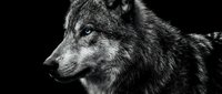 Dramatic black and white portrait of a wolf with piercing blue eyes against a dark background, capturing wild power and intensity.