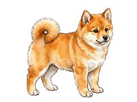 Red and white Shiba Inu dog standing in profile with curled tail, isolated on white background for design, print, and merchandise applications.