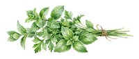 Fresh green herbs bundle with basil, parsley and chives isolated on white background, ready for culinary design and food styling projects.