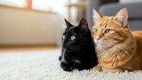 Two domestic cats black and orange tabby lying together on carpet in modern living room interior looking at camera with bright natural lighting.
