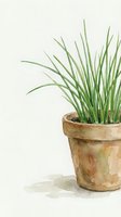Potted ornamental grass plant in terracotta container isolated on white background, suitable for interior design, home decor, botanical illustrations, and gardening projects.
