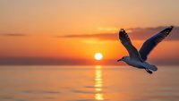 Seagull flying over calm ocean water during golden sunset with warm orange sky and sun reflection on water surface creating peaceful seascape scene.