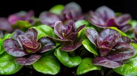 Fresh purple and green kalanchoe succulent plants with water drops in dark background, macro photography showing detailed texture of leaves and petals.