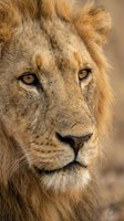 Close-up portrait of majestic male lion with golden mane and intense amber eyes gazing directly at camera against warm blurred natural background.