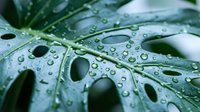 Fresh green monstera leaf with water droplets after rain, natural tropical plant texture for wellness and botanical design projects.