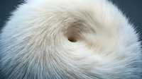 Close-up of soft white and cream colored animal fur texture with natural swirl pattern creating luxurious background for fashion and textile design projects.