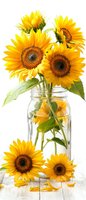 Fresh sunflowers arranged in clear glass mason jar on white wooden table. Bright yellow petals and dark centers create striking contrast against transparent container.