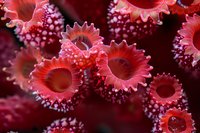 Vibrant pink and red coral polyps in extreme macro photography showing detailed texture and patterns of marine life against dark background. Suitable for nature publications.