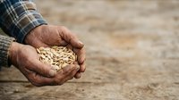 Farmer's hands holding harvested grain seeds in palm, agricultural work and crop cultivation concept for farming industry.