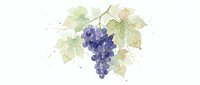 Watercolor grape cluster with green leaves on white background. Hand drawn fruit illustration for wine labels, kitchen decor and culinary designs.