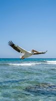 Pelican soaring over turquoise ocean waves under clear blue sky, coastal seabird in flight above tropical waters for nature and wildlife content.
