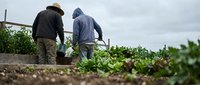 Two male farmers in casual work attire tend to vegetable garden beds on overcast day, harvesting fresh produce from soil. Agricultural work, farming lifestyle.