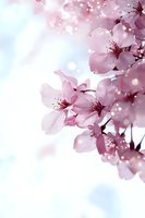 Delicate pink cherry blossoms against soft blue sky background with dreamy bokeh effect, creating romantic spring atmosphere for wedding and seasonal designs.