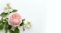 Elegant pink garden rose with white jasmine flowers and green leaves arranged on clean white background for romantic wedding invitations and floral designs.