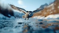 Snowy owl flying low over water surface with splashing droplets, wings spread wide against winter mountain landscape in dramatic hunting scene.