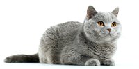 British shorthair cat with gray fur and bright amber eyes lying on white background, isolated for pet product advertising and veterinary services.