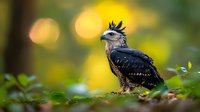 Crested eagle perched on forest ground with blurred golden bokeh background, side view of wild bird in natural habitat showing detailed feathers and distinctive crest.