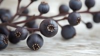 Dark purple privet berries on branch against rustic wooden background, macro photography showing detailed texture and natural pattern of wild autumn fruits.