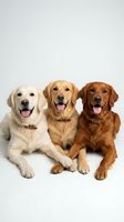 Three happy retriever dogs sitting together on white background, golden and chocolate colored canines with tongues out, pet photography for veterinary care.