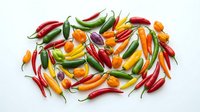 Colorful hot chili peppers in red, yellow, orange and green varieties arranged on white background, isolated for culinary design, cooking content and food styling projects.