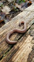 Earthworm crawling on weathered wooden log surface in natural forest environment with organic decomposition and soil ecosystem biodiversity.
