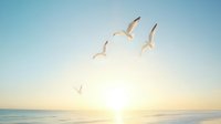 Seagulls soaring over tranquil ocean at sunrise, soft pastel sky and calm waters create serene coastal atmosphere. Minimalist nature scene for wellness designs.
