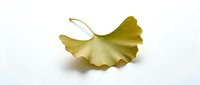 Single golden ginkgo biloba leaf isolated on white background. Natural autumn foliage element for botanical designs and herbal medicine concepts.