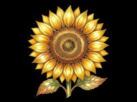 Golden sunflower with detailed petals and leaves isolated on transparent background, ready for t-shirt design, clipart, stickers, sublimation and print-on-demand projects.