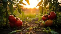 Fresh ripe tomatoes growing on vine in organic garden during golden hour sunset with warm sunlight filtering through leaves creating natural farming scene.