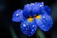Vibrant blue iris flower with water droplets on petals against dark background, featuring yellow center markings and morning dew creating natural sparkle effect.