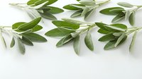 Fresh sage herb sprigs with green leaves arranged on white background, culinary ingredient for cooking and seasoning dishes in kitchen.
