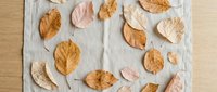 Autumn dried leaves collection on white fabric background, natural fall foliage arrangement for seasonal crafts and home decoration projects.